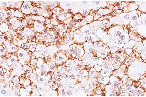 Immunohistochemistry of paraffin-embedded Rat liver using BSG Polyclonal Antibody at dilution of 1:200 (CD147 antibody)