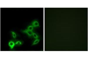 Immunofluorescence (IF) image for anti-G Protein-Coupled Bile Acid Receptor 1 (GPBAR1) (AA 11-60) antibody (ABIN2890861) (GPBAR1 antibody  (AA 11-60))