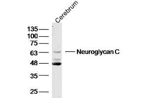 Mouse cerebrum lysates probed with Neuroglycan C Polyclonal Antibody, unconjugated  at 1:300 overnight at 4°C followed by a conjugated secondary antibody at 1:10000 for 90 minutes at 37°C. (CSPG5 antibody  (AA 351-450))