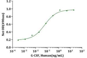 G-CSF, Human stimulates cell proliferation of M-NFS-60 cells. (G-CSF Protein)