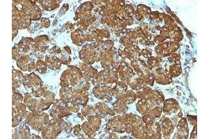 Formalin-fixed, paraffin-embedded human pancreas stained with Cytochrome C antibody (7H8. (Cytochrome C antibody  (AA 1-80))