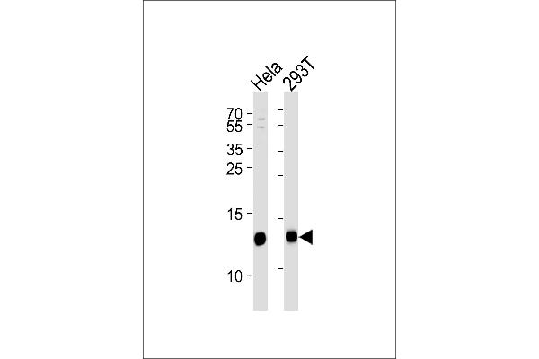 VAMP8 antibody  (N-Term)