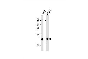VP8 Antibody (N-term) (ABIN1881988 and ABIN2838440) western blot analysis in Hela,293T cell line lysates (35 μg/lane). (VAMP8 antibody  (N-Term))