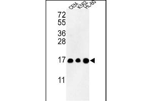 Western blot analysis of HIST3H3 Antibody (N-term) (ABIN652866 and ABIN2842563) in CEM, K562, HL-60 cell line lysates (35 μg/lane). (Histone 3 antibody  (N-Term))