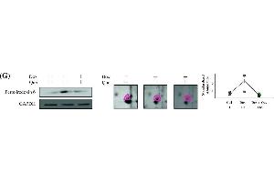 Western Blotting (WB) image for anti-Glyceraldehyde-3-Phosphate Dehydrogenase (GAPDH) antibody (ABIN2857072)