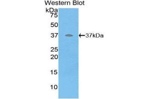Western Blotting (WB) image for anti-Defensin beta 2 (BD-2) (AA 23-63) antibody (ABIN1858624) (beta 2 Defensin antibody  (AA 23-63))