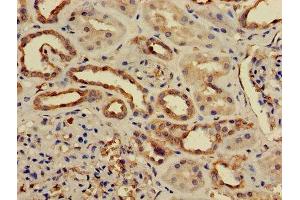 Immunohistochemistry of paraffin-embedded human kidney tissue using ABIN7169270 at dilution of 1:50