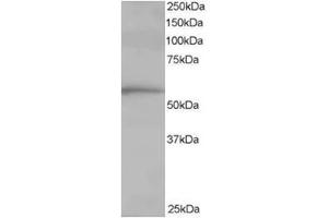 Image no. 1 for anti-T-Complex 1 (TCP1) (C-Term) antibody (ABIN374406)