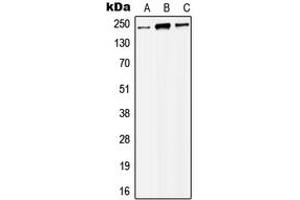 Western blot analysis of MYST4 expression in HEK293T (A), Raw264. (KAT6B antibody  (Center))