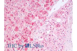 ABIN2613451 (5µg/ml) staining of paraffin embedded Human Adrenal Gland. (MSI2 antibody  (AA 33-43))