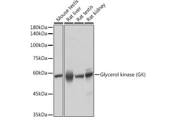 Glycerol Kinase antibody