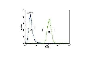 XDH Antibody (N-term) (ABIN653225 and ABIN2842759) flow cytometric analysis of MDA-M cells (right histogram) compared to a negative control cell (left histogram).
