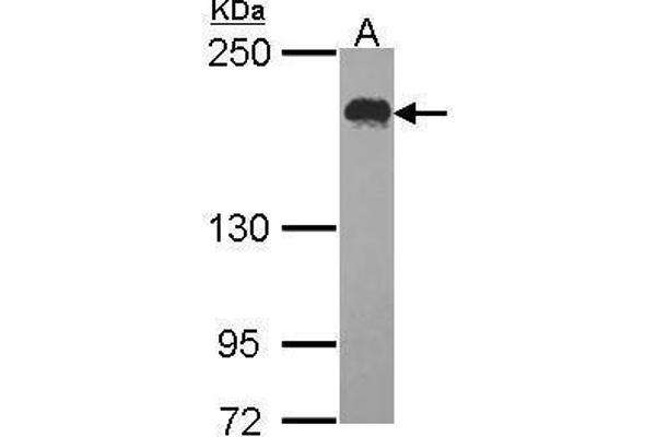 USP47 antibody