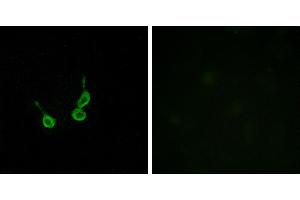 Peptide - +Western blot analysis of extracts from HUVEC cells, using GPR150 antibody. (GPR150 antibody  (Internal Region))