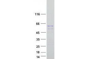 Validation with Western Blot (KRT12 Protein (Myc-DYKDDDDK Tag))