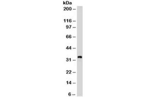 Western blot testing of Jurkat cell lysate with CD99 antibody (clone HO36-1. (CD99 antibody)