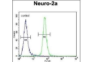 TMEM65 Antibody (N-term) (ABIN654318 and ABIN2844101) flow cytometric analysis of Neuro-2a cells (right histogram) compared to a negative control cell (left histogram).