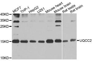 Western blot analysis of extracts of various cell lines, using UQCC2 antibody. (MNF1 antibody  (AA 14-126))