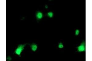 Anti-HSPBP1 mouse monoclonal antibody (ABIN2455030) immunofluorescent staining of COS7 cells transiently transfected by pCMV6-ENTRY HSPBP1 (RC201814). (HSPBP1 antibody)