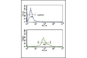 Flow cytometry analysis of K562 cells (bottom histogram) compared to a negative control cell (top histogram). (HSD17B3 antibody  (AA 89-118))