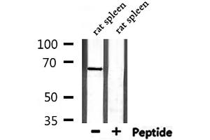 Western blot analysis of extracts from rat spleen, using PCK1 Antibody. (PCK1 antibody  (C-Term))