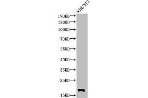 Western Blot analysis of NIH-3T3 cells using Cleaved-Caspase-2 p18 (G170) Polyclonal Antibody (Caspase 2 antibody  (Cleaved-Gly170))