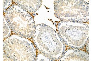ABIN6264148 and ABIN6279651 at 1/100 staining Rat testis tissue by IHC-P. (PEX12 antibody  (Internal Region))