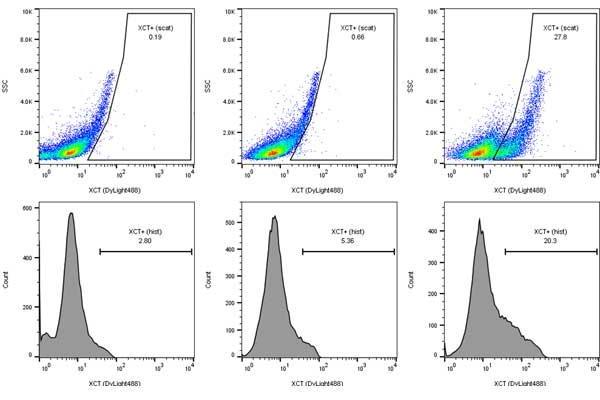 SLC7A11 antibody