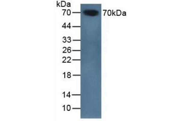 SERPINA10 anticorps  (AA 22-448)