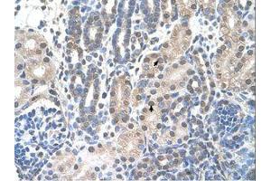 Image no. 1 for anti-Family with Sequence Similarity 174, Member B (FAM174B) (C-Term) antibody (ABIN203451) (FAM174B antibody  (C-Term))