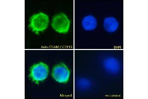 ABIN190775 Immunofluorescence analysis of paraformaldehyde fixed U937 cells, permeabilized with 0. (CD11b antibody  (Internal Region))