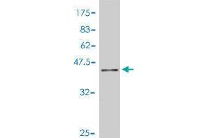 Western Blot detection against Immunogen (37. (ZNF148 antibody  (AA 695-794))