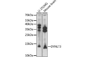 Western blot analysis of extracts of various cell lines, using DYNLT3 antibody (ABIN7266867) at 1:1000 dilution. (DYNLT3 antibody  (AA 9-99))