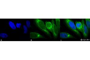 Immunocytochemistry/Immunofluorescence analysis using Mouse Anti-GRP78 Monoclonal Antibody, Clone 1H11-1H7 . (GRP78 antibody  (Atto 488))