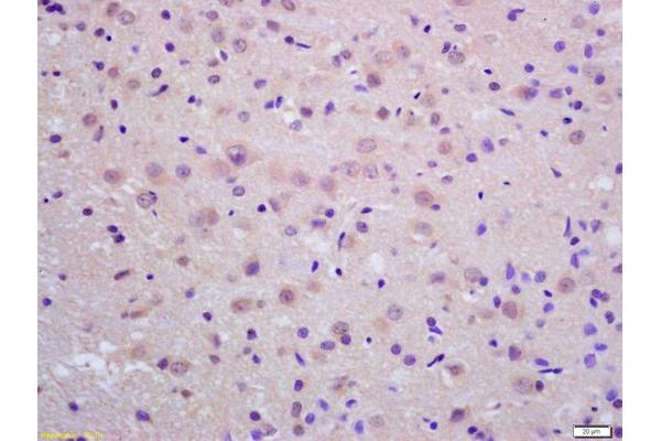 MMEL1 antibody  (AA 451-550)