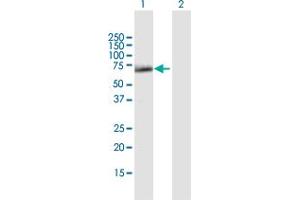 Western Blot analysis of SESN1 expression in transfected 293T cell line by SESN1 MaxPab polyclonal antibody.