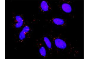 Proximity Ligation Analysis of protein-protein interactions between MAPK3 and RPS6KA3. (RPS6KA3 antibody  (AA 2-95))