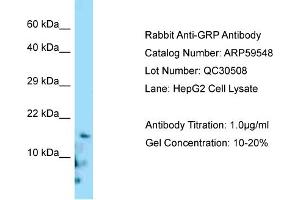 Western Blotting (WB) image for anti-Gastrin-Releasing Peptide (GRP) (C-Term) antibody (ABIN2788114) (Gastrin-Releasing Peptide antibody  (C-Term))