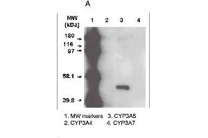 A. (CYP3A5 antibody  (C-Term))