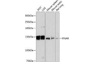 Western blot analysis of extracts of various cell lines, using ITG antibody (ABIN6133034, ABIN6142568, ABIN6142569 and ABIN6216902) at 1:3000 dilution.