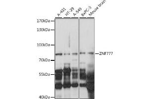 Western blot analysis of extracts of various cell lines, using ZNF777 antibody (ABIN7271532) at 1:1000 dilution. (ZNF777 antibody  (AA 532-831))
