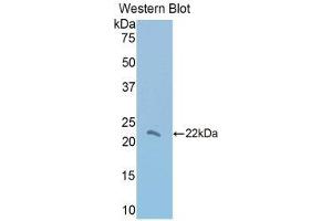 Western Blotting (WB) image for anti-Thrombospondin 1 (THBS1) (AA 957-1129) antibody (ABIN1860745) (Thrombospondin 1 antibody  (AA 957-1129))