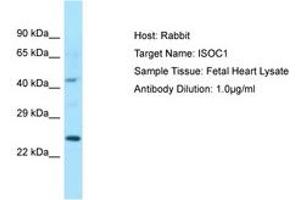 ISOC1 antibody  (C-Term)