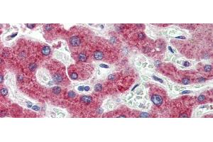 Immunohistochemistry with Human Liver cell lysate tissue at an antibody concentration of 5. (HSD11B1 antibody  (N-Term))