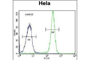 HYAL2 Antibody (C-term) (ABIN654687 and ABIN2844379) flow cytometric analysis of Hela cells (right histogram) compared to a negative control cell (left histogram). (HYAL2 antibody  (C-Term))