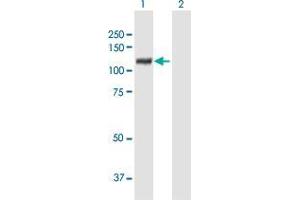 Western Blot analysis of XPOT expression in transfected 293T cell line by XPOT MaxPab polyclonal antibody. (XPOT antibody  (AA 1-962))