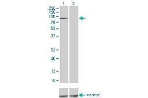 Western blot analysis of MAP4K5 over-expressed 293 cell line, cotransfected with MAP4K5 Validated Chimera RNAi (Lane 2) or non-transfected control (Lane 1). (MAP4K5 antibody  (AA 361-470))