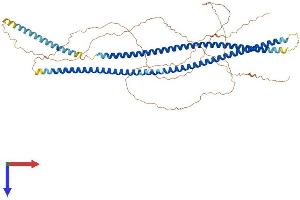 AlphaFold protein structure predicition of Human Recombinant KRT76 Protein, UniprotID Q01546 (Cytokeratin 2 Protein (AA 1-638) (His tag))