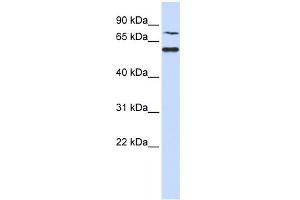 WB Suggested Anti-WDR51B Antibody Titration: 0. (POC1B antibody  (N-Term))