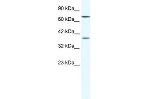 Western Blotting (WB) image for anti-Zinc Finger Protein 660 (ZNF660) antibody (ABIN2461324) (ZNF660 antibody)